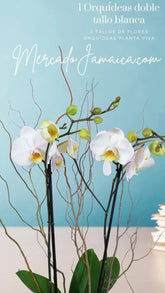 Arreglo Floral